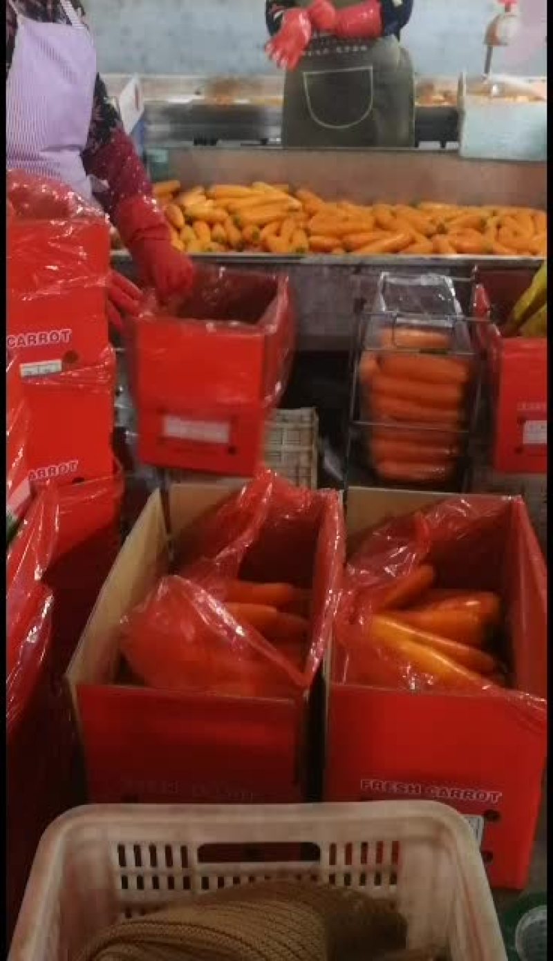 精品水洗胡萝卜次品胡萝卜