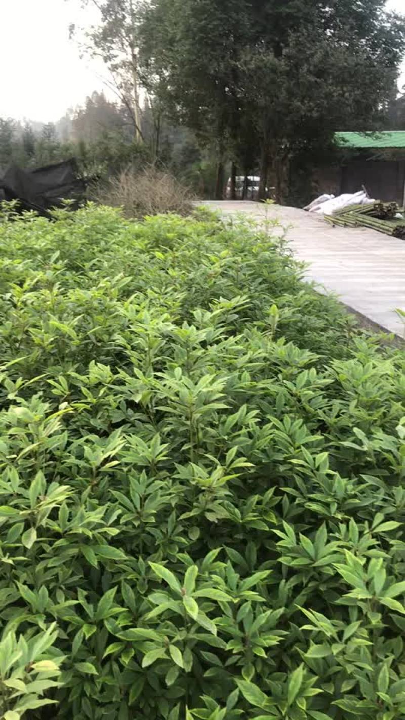 金丝楠木苗低价处理有5万棵