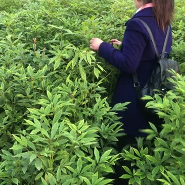 金丝楠木苗低价处理有5万棵