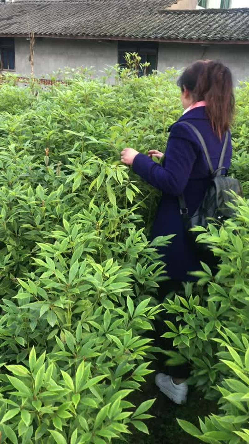 金丝楠木苗低价处理有5万棵