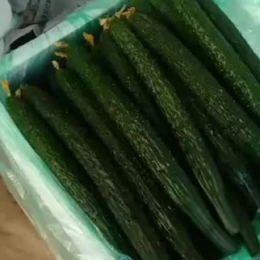 青瓜大量上市欢迎选购