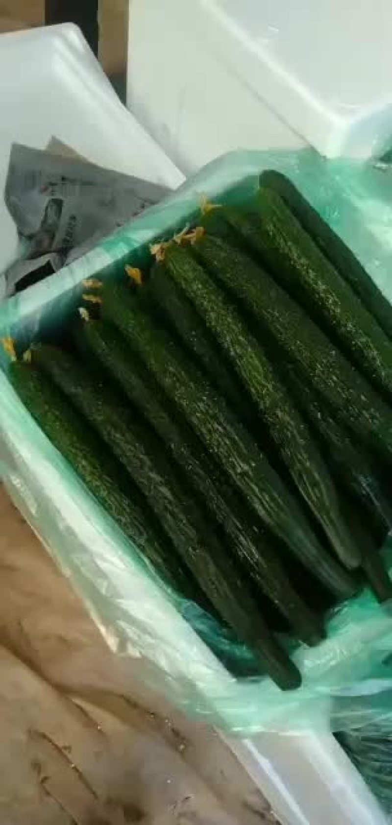 青瓜大量上市欢迎选购