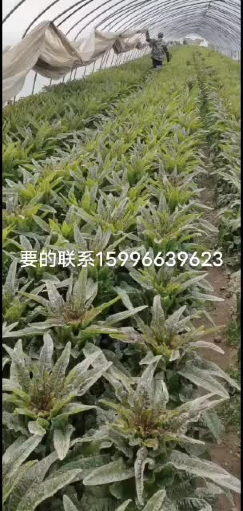 精品莴苣杆子青叶子好打底1.6斤量到2.2斤