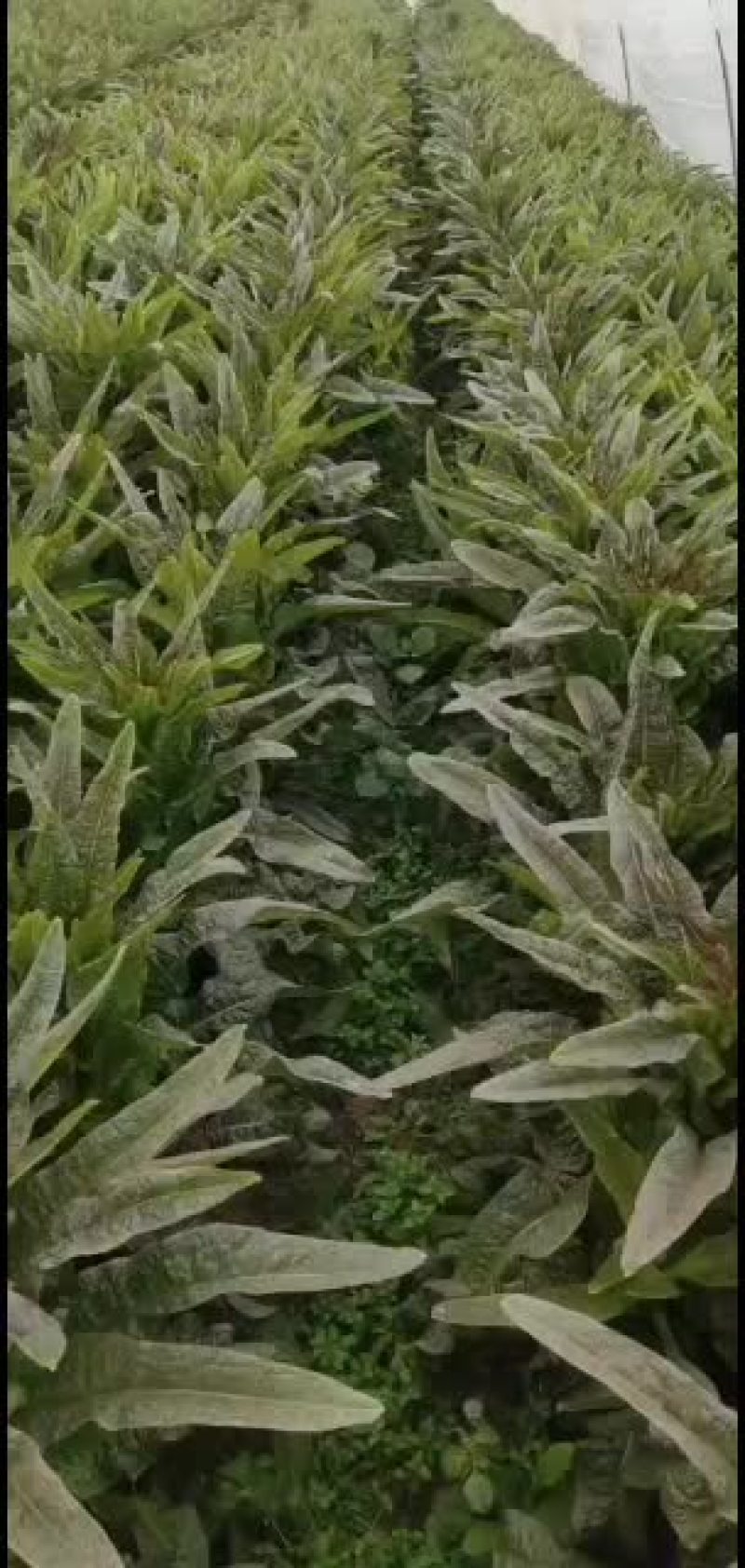 精品莴苣杆子青叶子好打底1.6斤量到2.2斤