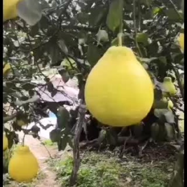 中国香柚之乡江永香柚