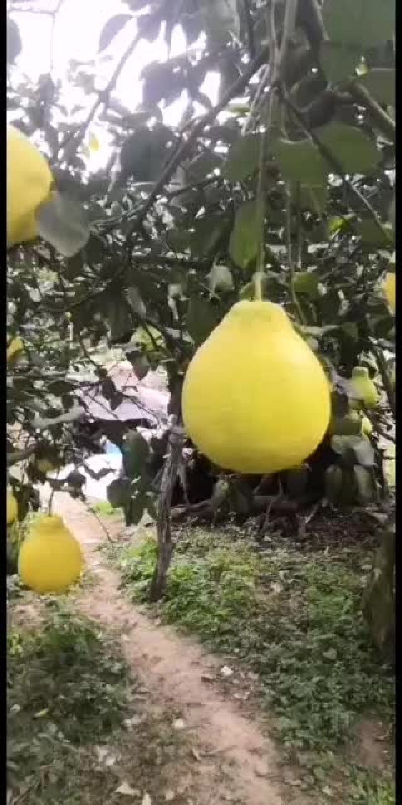 中国香柚之乡江永香柚