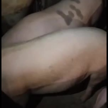 大肥猪，三杂，土猪，长白猪