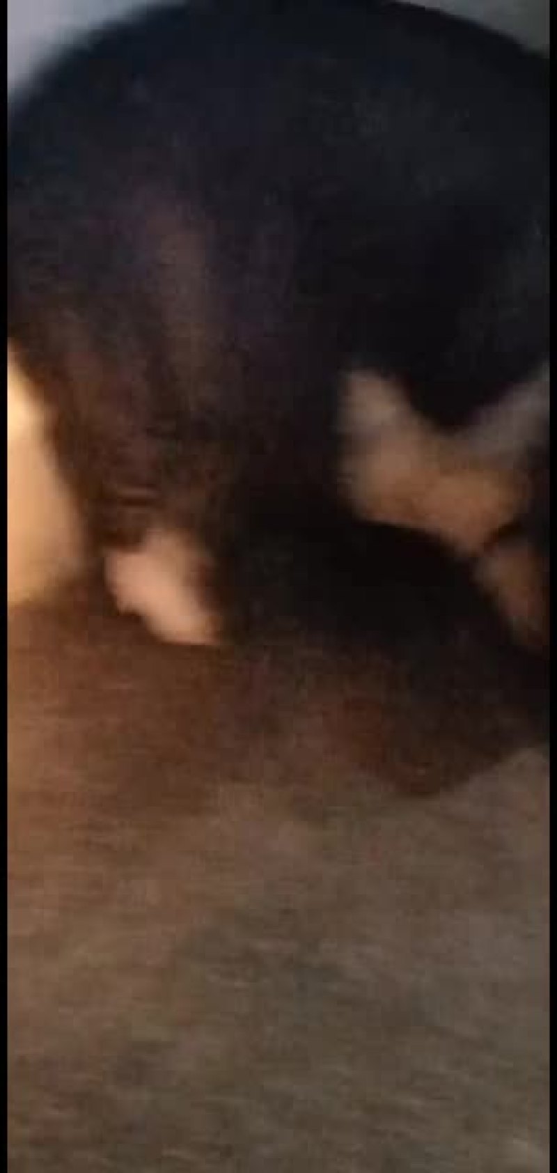 大肥猪，三杂，土猪，长白猪