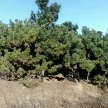 绿化苗木优质工程黑松
