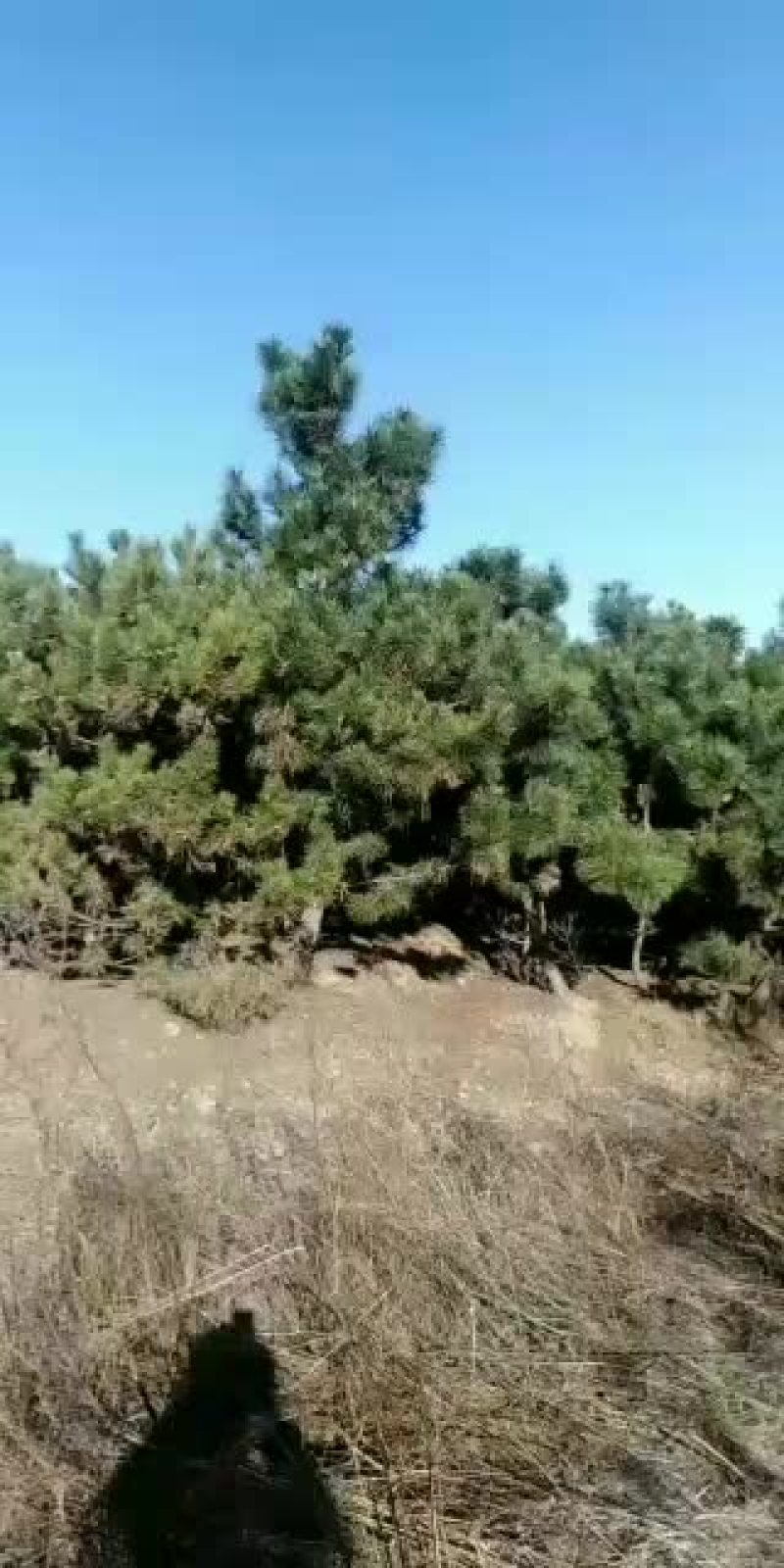 绿化苗木优质工程黑松