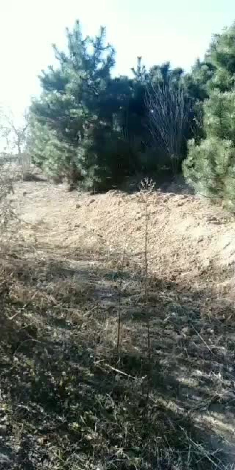 绿化苗木优质工程黑松
