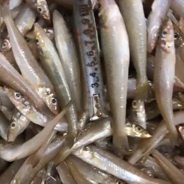 每天小木船上岸的沙尖鱼
