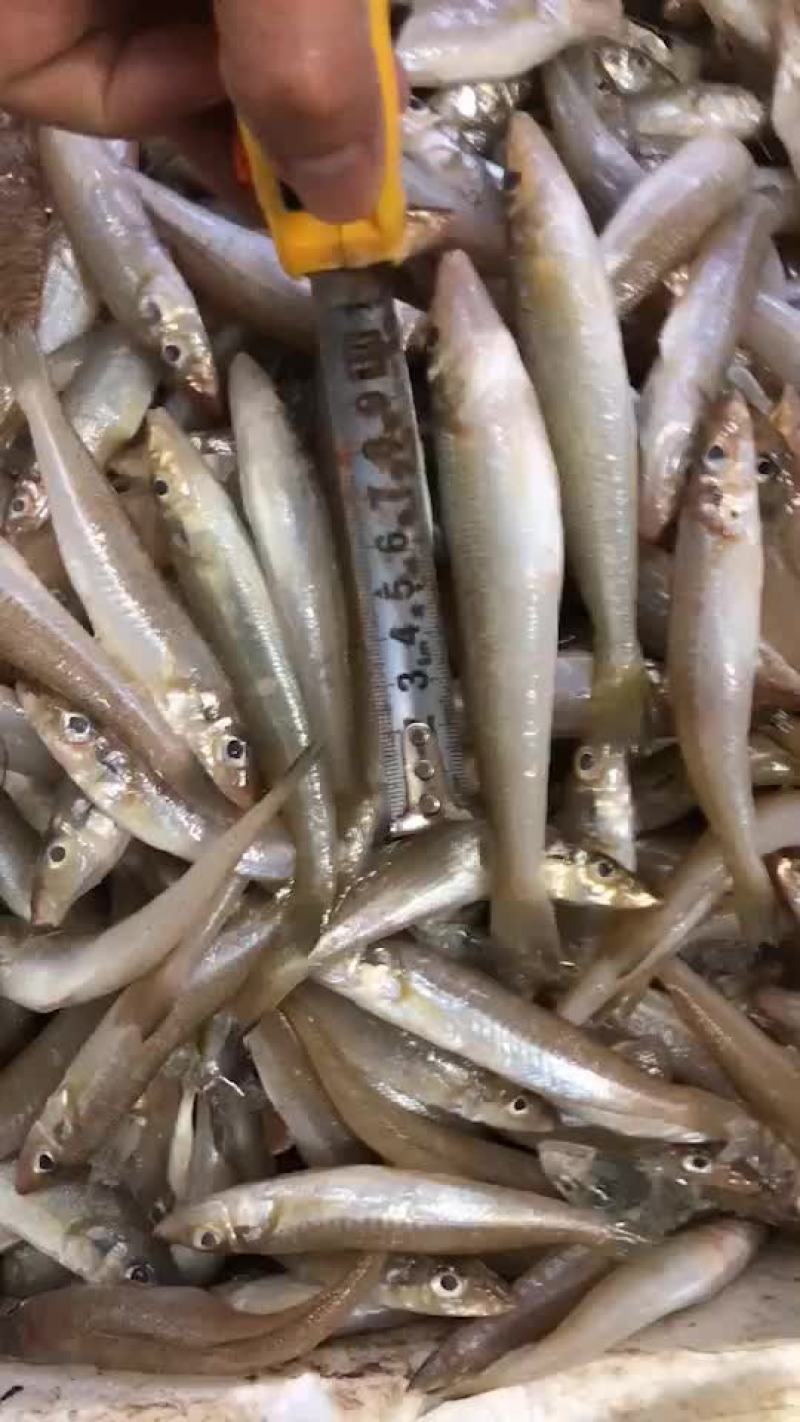 每天小木船上岸的沙尖鱼