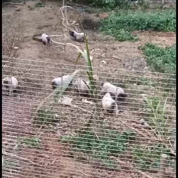 广西崇左扶绥巴马香猪苗