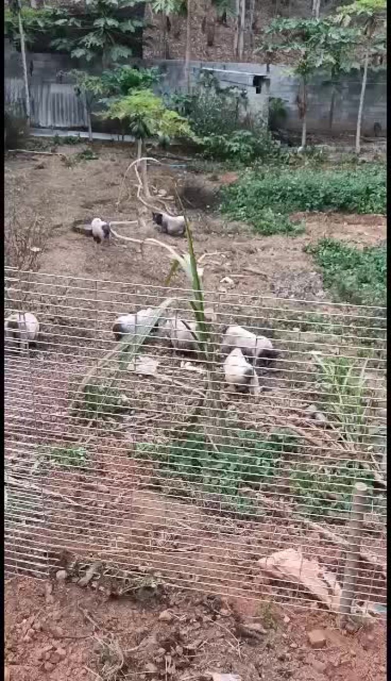 广西崇左扶绥巴马香猪苗