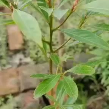 小叶祯楠金丝楠木苗，各种规格都有