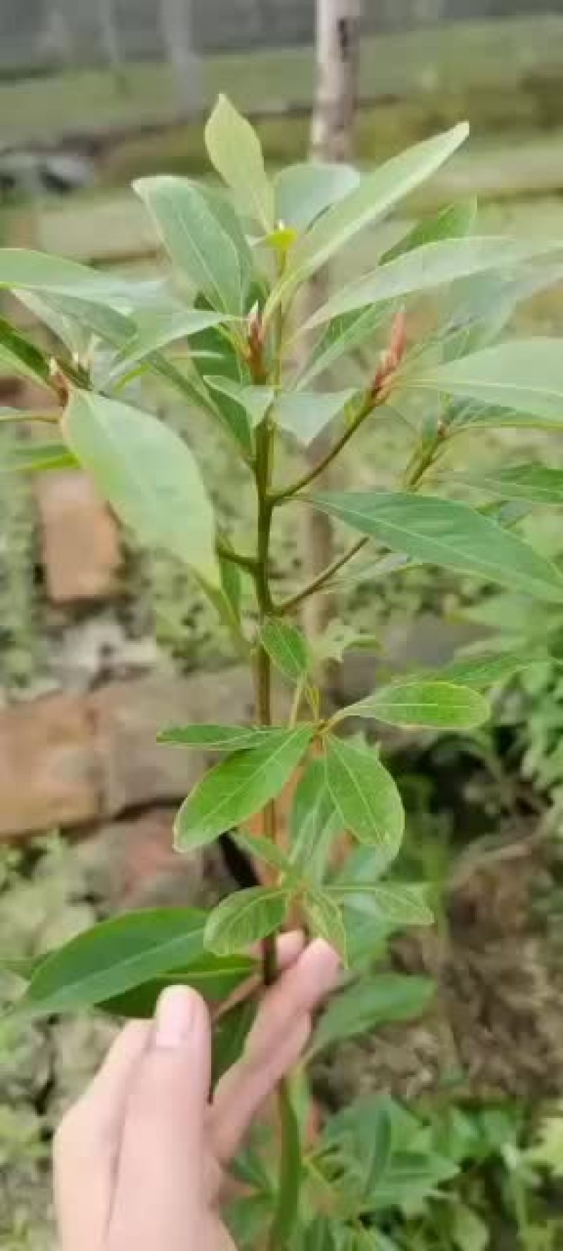 小叶祯楠金丝楠木苗，各种规格都有
