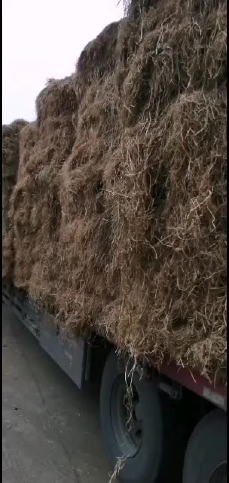 稻草。愿有缘有运的牛老板牛气冲！！！！！！！！！！天。