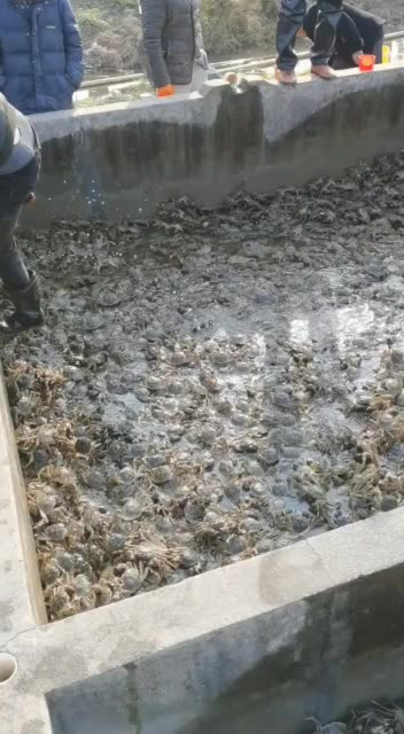 大量，老头蟹，公母其全