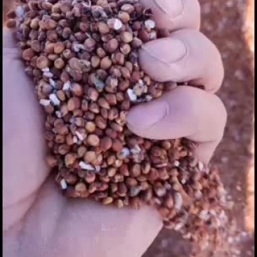大量出售大粒高梁，有意者来谈
