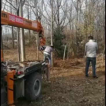 各规格银杏大量低价供应