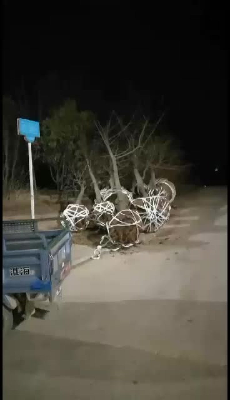 各规格银杏大量低价供应
