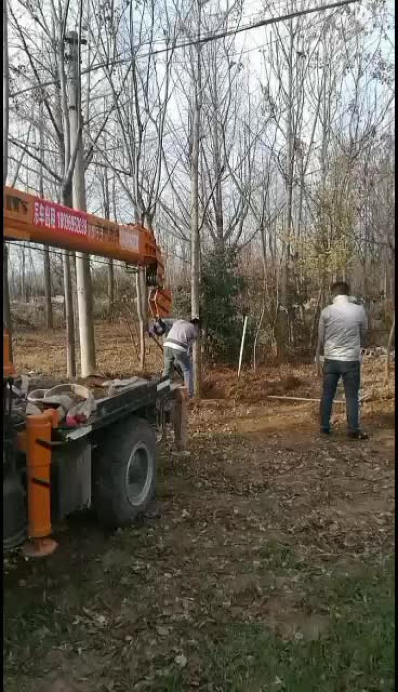 各规格银杏大量低价供应