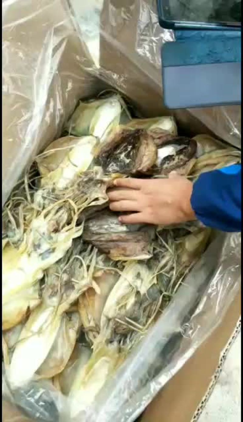 东山本港墨鱼干，大小规格都有