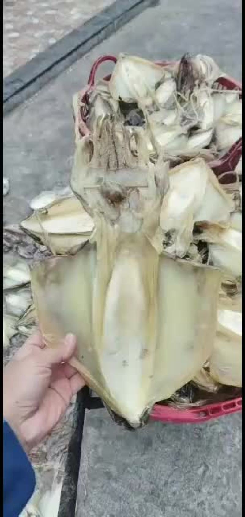 东山本港墨鱼干，大小规格都有