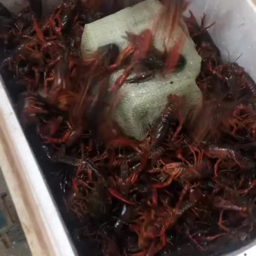 产地直供潜江小龙虾世界共享！质量保证欢迎采购