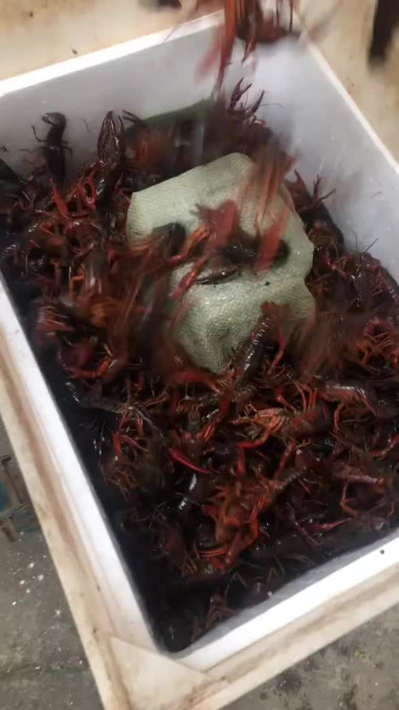 产地直供潜江小龙虾世界共享！质量保证欢迎采购