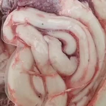 纯干国产牛鞭，现货批发