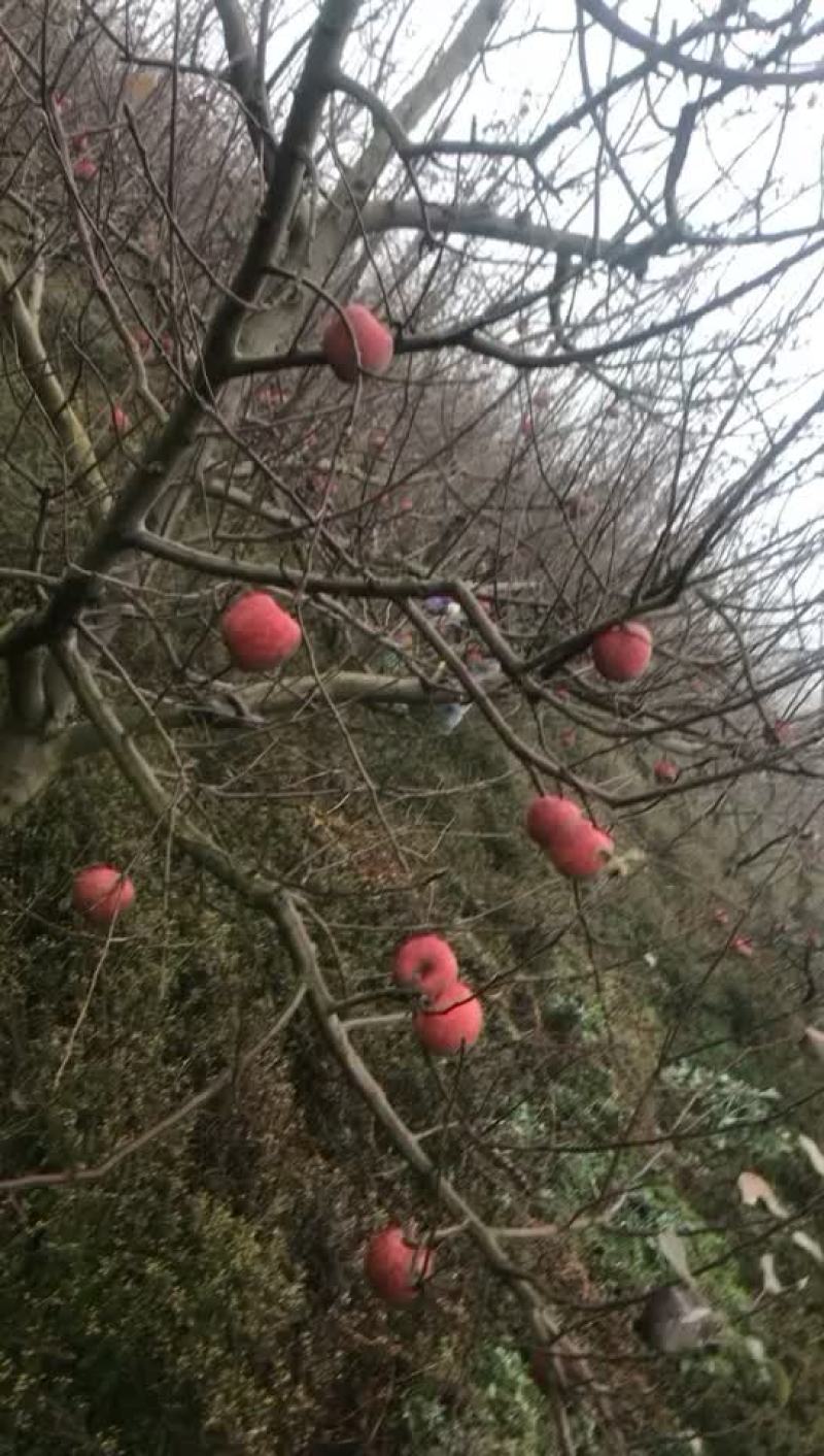 苹果大量有机苹果冰心