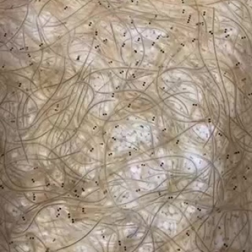 鳗鱼苗