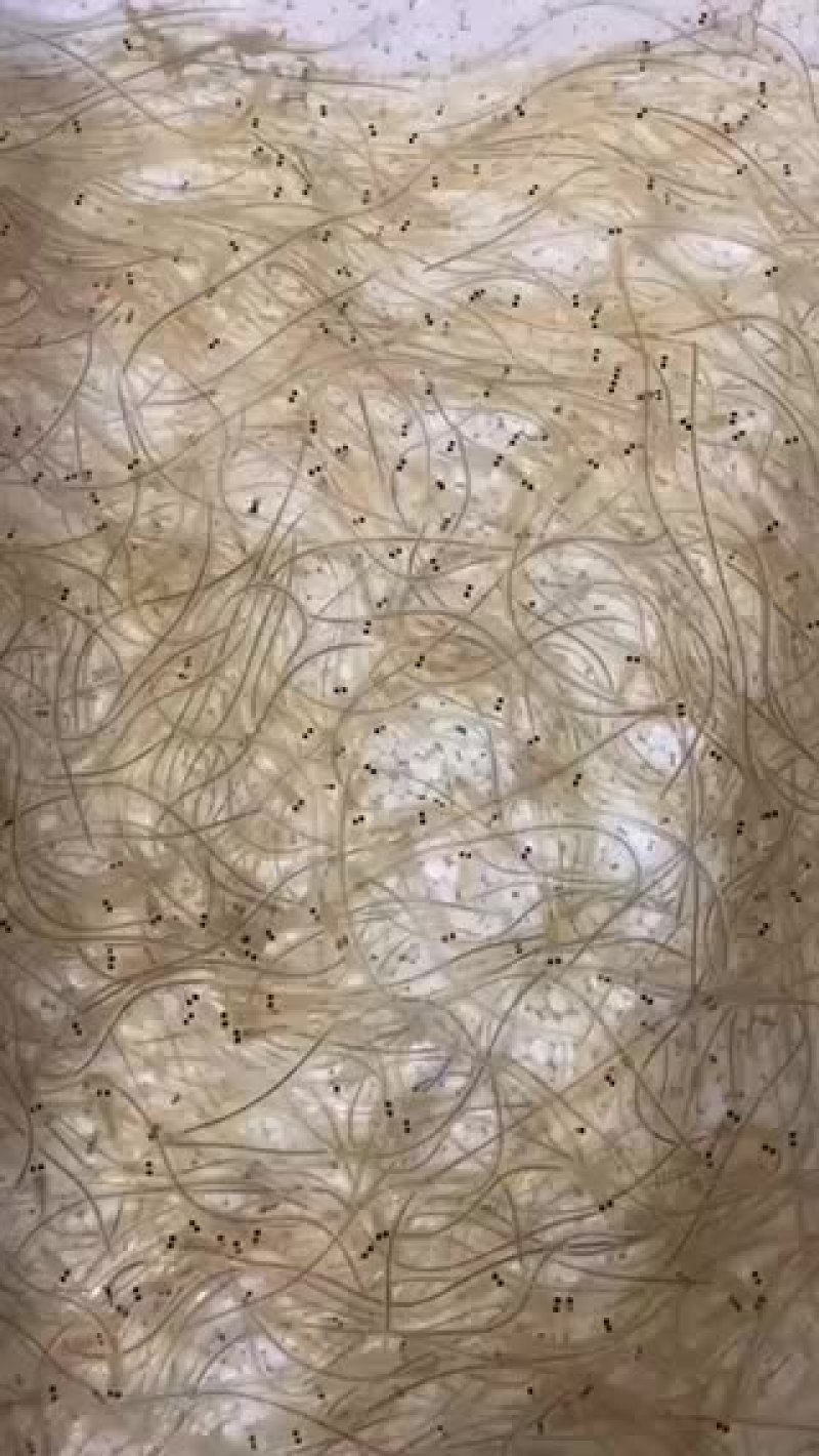 鳗鱼苗