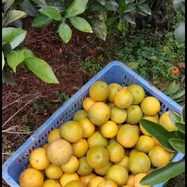 脐橙组荷尔、红心橙子、7904脐橙