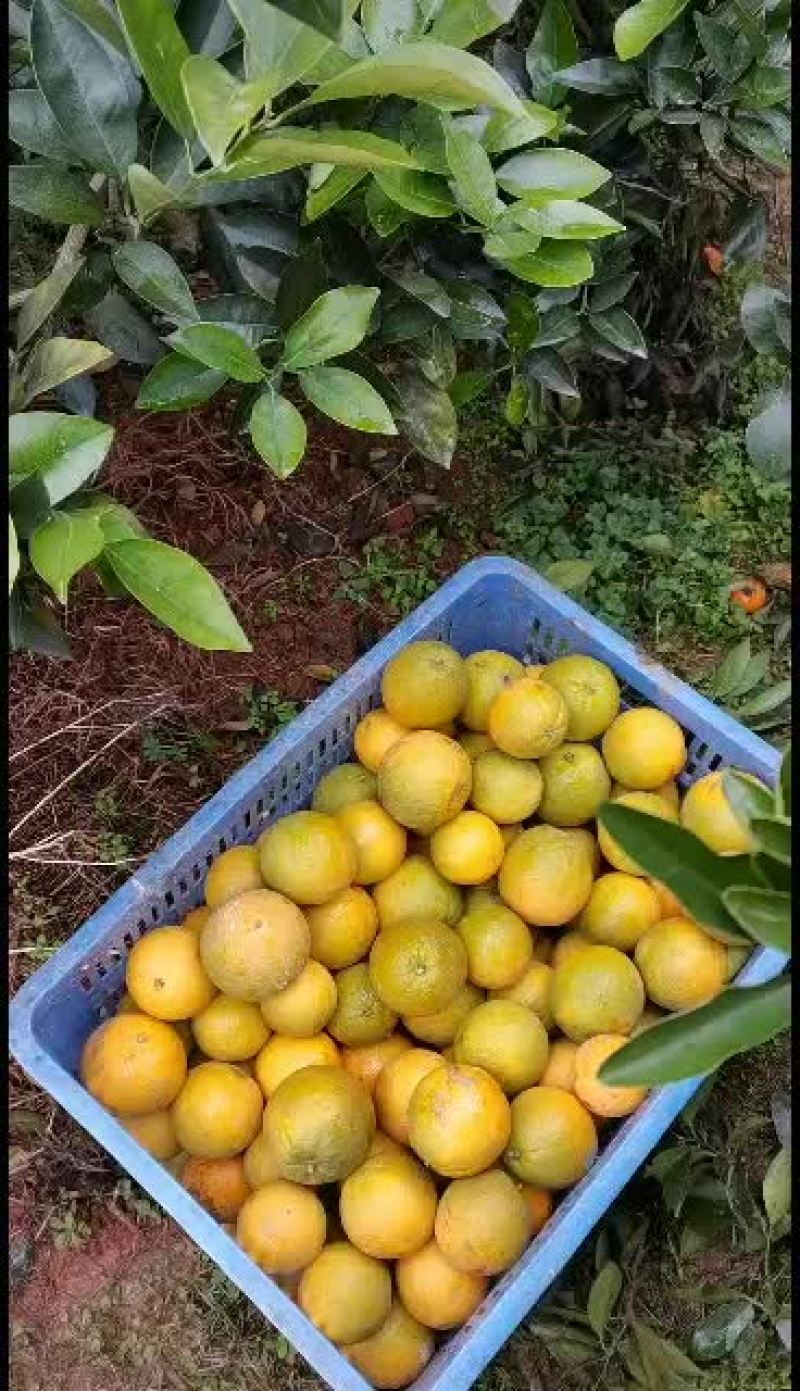 脐橙组荷尔、红心橙子、7904脐橙