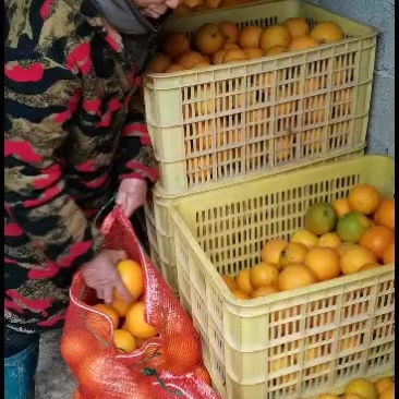 红心橙又大又黄又香又甜批量供货