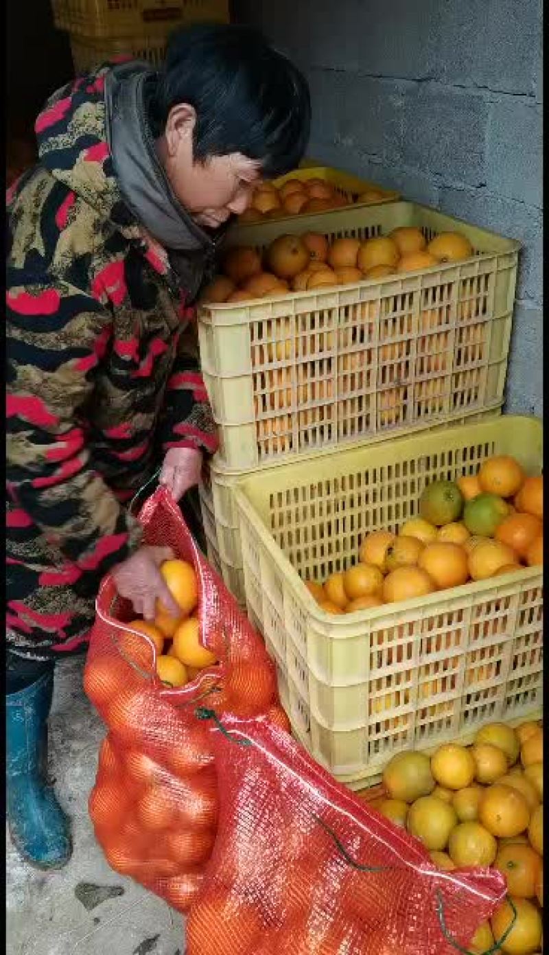 红心橙又大又黄又香又甜批量供货