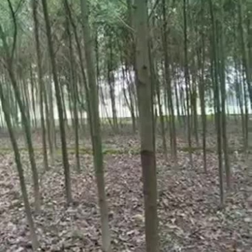 香樟（诚信经营以质量求生存）