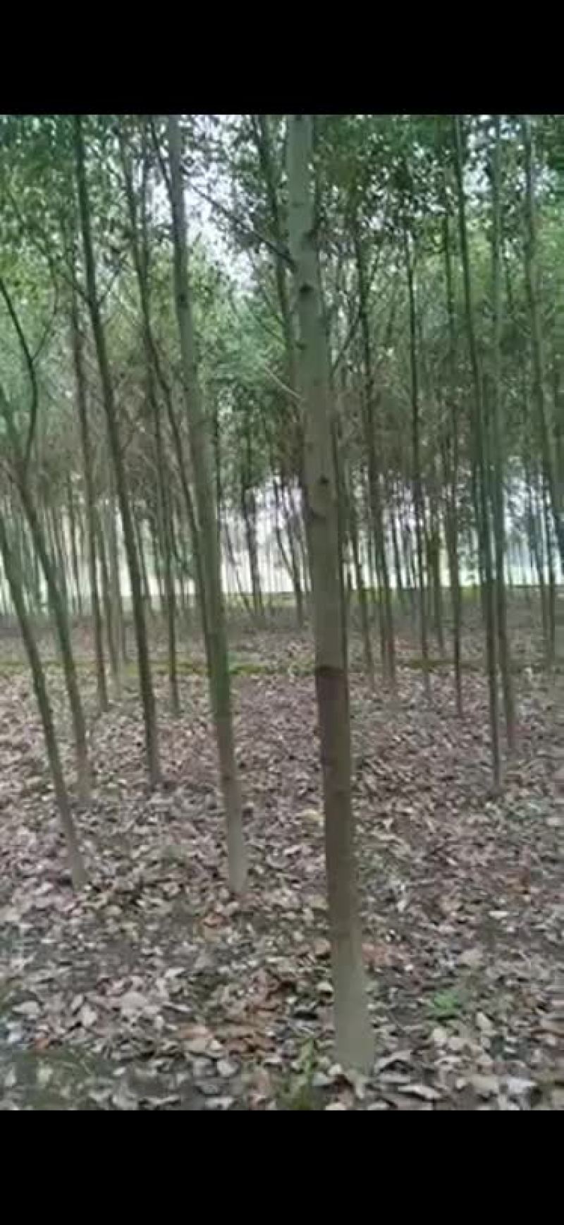 香樟（诚信经营以质量求生存）