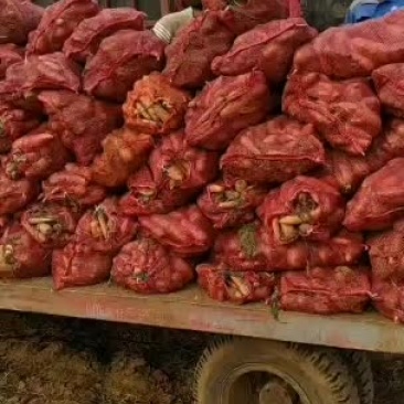菏泽沙土胡萝卜通货精品水洗次品胡萝卜