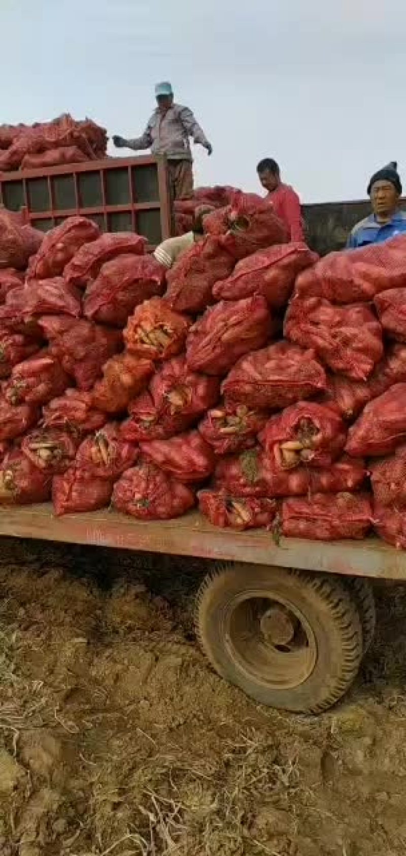 菏泽沙土胡萝卜通货精品水洗次品胡萝卜