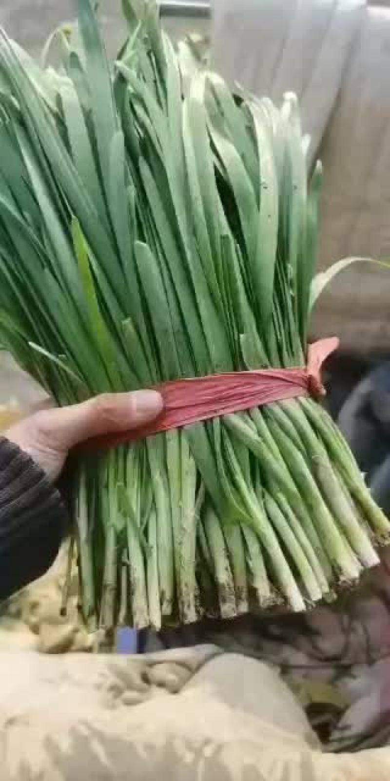 精品韭菜头刀二刀应有尽有