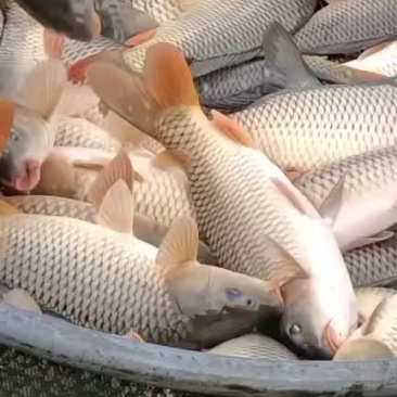 一手的原塘精品鲤鱼....