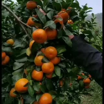 沙糖桔，20万斤可以采摘了。