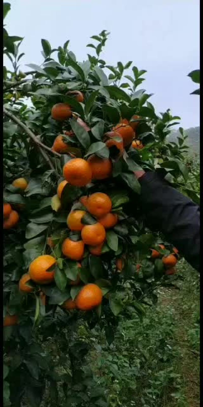 沙糖桔，20万斤可以采摘了。