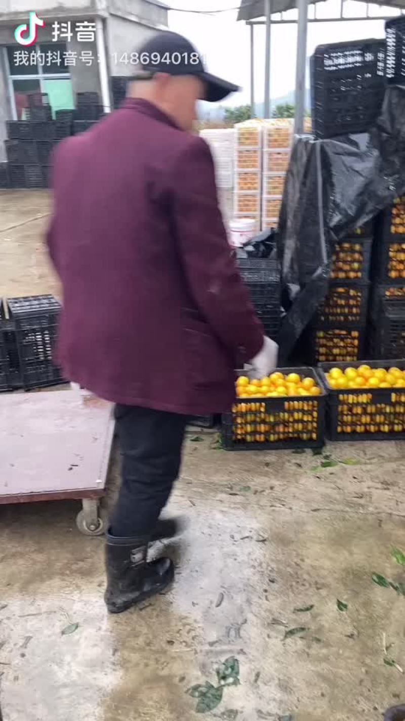 冰糖橙大卖特卖，，，。。。。。需要的联系。。