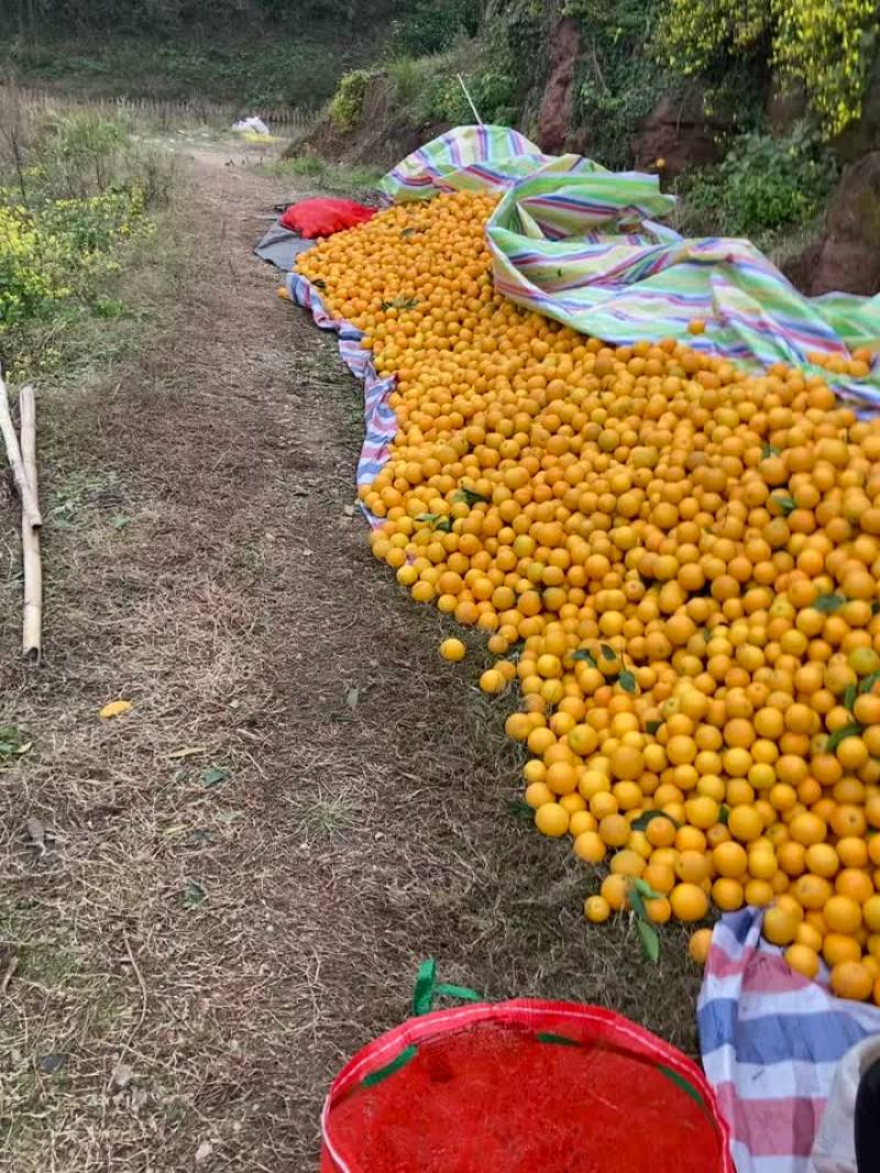冰糖橙大卖特卖，，，。。。。。需要的联系。。