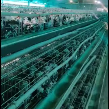 贵妃鸡养殖场，贵妃鸡价格，自养自销，全国发货